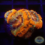 Micromussa spp. „Rainbow“ 🌈 WYSIWYG