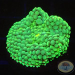 Ricordea florida „Sea Foam“ WYSIWYG „AD Special“