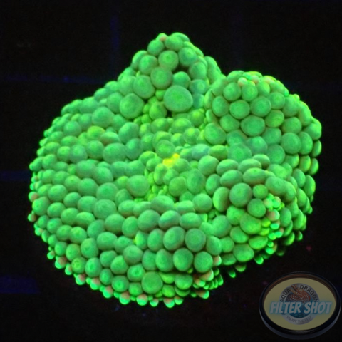 Ricordea florida „Sea Foam“ WYSIWYG „AD Special“