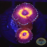 Krustenanemonen „Eclipse“