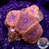 Krustenanemonen „Headshot“ WYSIWYG „AD Special“