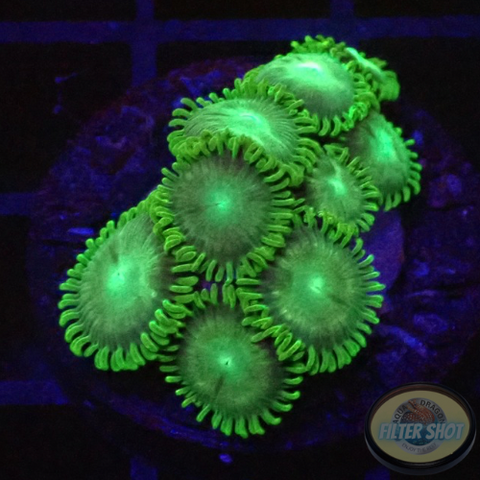 Krustenanemonen „MBG“ WYSIWYG