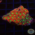 Favites spp. „Pentagona“ WYSIWYG