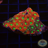 Favites spp. „Pentagona“ WYSIWYG