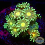 Goniopora spp. „Peach Flower“ WYSIWYG