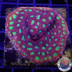 Favia spp. „Spicy Lemon“ WYSIWYG