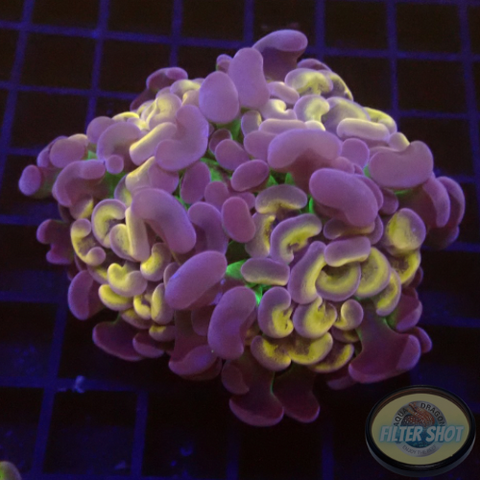 Euphyllia baliensis „Mystic“ AD Special