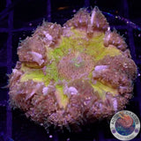 Phymanthus crucifer WYSIWYG