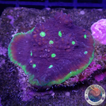 Echinophyllia spp. „Dr. Doom“ WYSIWYG