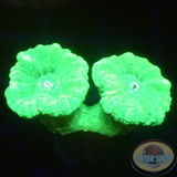 Caulastraea spp. „Toxic Mint“
