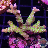 Anacropora spp. “Green Goblin”