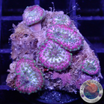 Discosoma spp. „Lava Lamp“ WYSIWYG „AD Special“