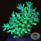 Acropora speciosa „Jacky“ WYSIWYG