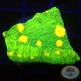 Echinophyllia spp. „Space Invader“