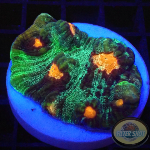 Mycedium spp. „Darth Lord“ WYSIWYG