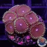 Krustenanemonen „Cotton Candy“ WYSIWYG