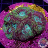 Favia spp. „Ocean Tiger“ WYSIWYG „AD Special“