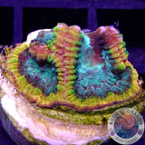 Favia spp. „Yellow Submarine“ WYSIWYG