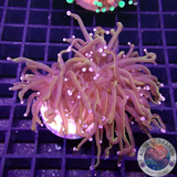 Euphyllia glabrescens „Goldy“ WYSIWYG „AD Special“