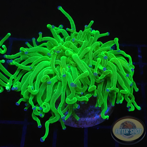 Euphyllia glabrescens „Blueberry“ WYSIWYG