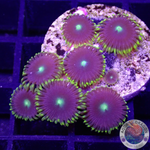 Krustenanemonen “Blue Steel” WYSIWYG