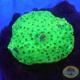 Discosoma spp. „Toxic Leo“ WYSIWYG