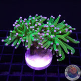 Euphyllia glabrescens „Holy Grail“