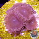 Krustenanemonen „Hot Kush“ WYSIWYG „AD Special“