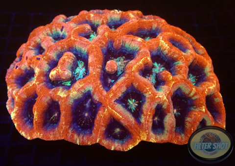 Homophyllia bowerbanki „Fire & Ice“ WYSIWYG