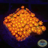 Bernardpora spp. „Mickey“ AD Special