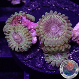 Krustenanemonen „Adonis“ WYSIWYG