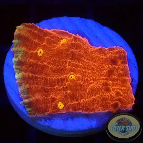 Echinophyllia spp. “Iron Man” AD Special