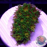 Leptastrea spp. “John Deere”