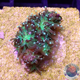 Galaxea spp. „Crazy Crystal“