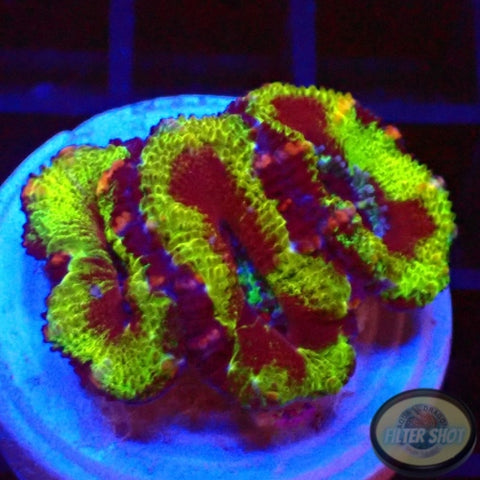 Micromussa spp. „Madness“ WYSIWYG „AD Special“