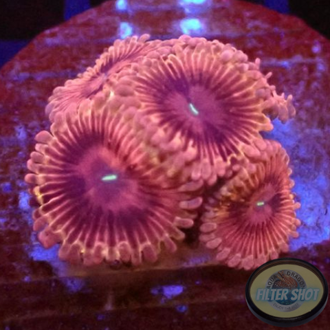 Krustenanemonen „Hot Kush“ WYSIWYG „AD Special“