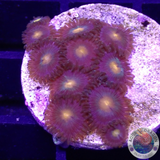 Krustenanemonen “Gorilla Nipple” WYSIWYG