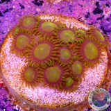 Krustenanemonen „King Midas“