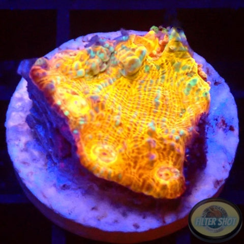 Echinophyllia spp. „Katar Orenji“ WYSIWYG „AD Special“