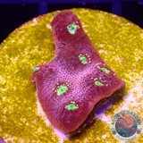 Echinophyllia spp. „Martian“ WYSIWYG „AD Special“