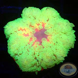 Radianthus malu WYSIWYG