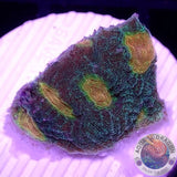 Echinophyllia spp. “Golden Boy” WYSIWYG “AD Special”