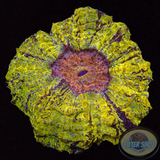 Acanthophyllia deshayesiana „Yucatan“ WYSIWYG