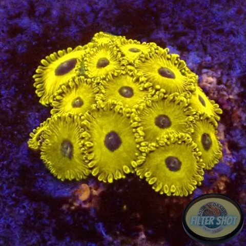 Krustenanemonen “Golden Hornet” WYSIWYG “AD Special”