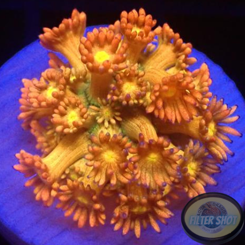 Goniopora spp. „Juicy P“ WYSIWYG „AD Special“