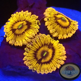 Krustenanemonen „Beekeeper“ 🐝 WYSIWYG „AD Special“