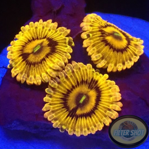 Krustenanemonen „Beekeeper“ 🐝 WYSIWYG „AD Special“