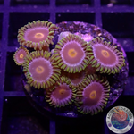 Krustenanemonen „Jetpack“ WYSIWYG