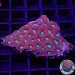 Favites spp. „Pentagona“ WYSIWYG