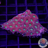 Favites spp. „Pentagona“ WYSIWYG